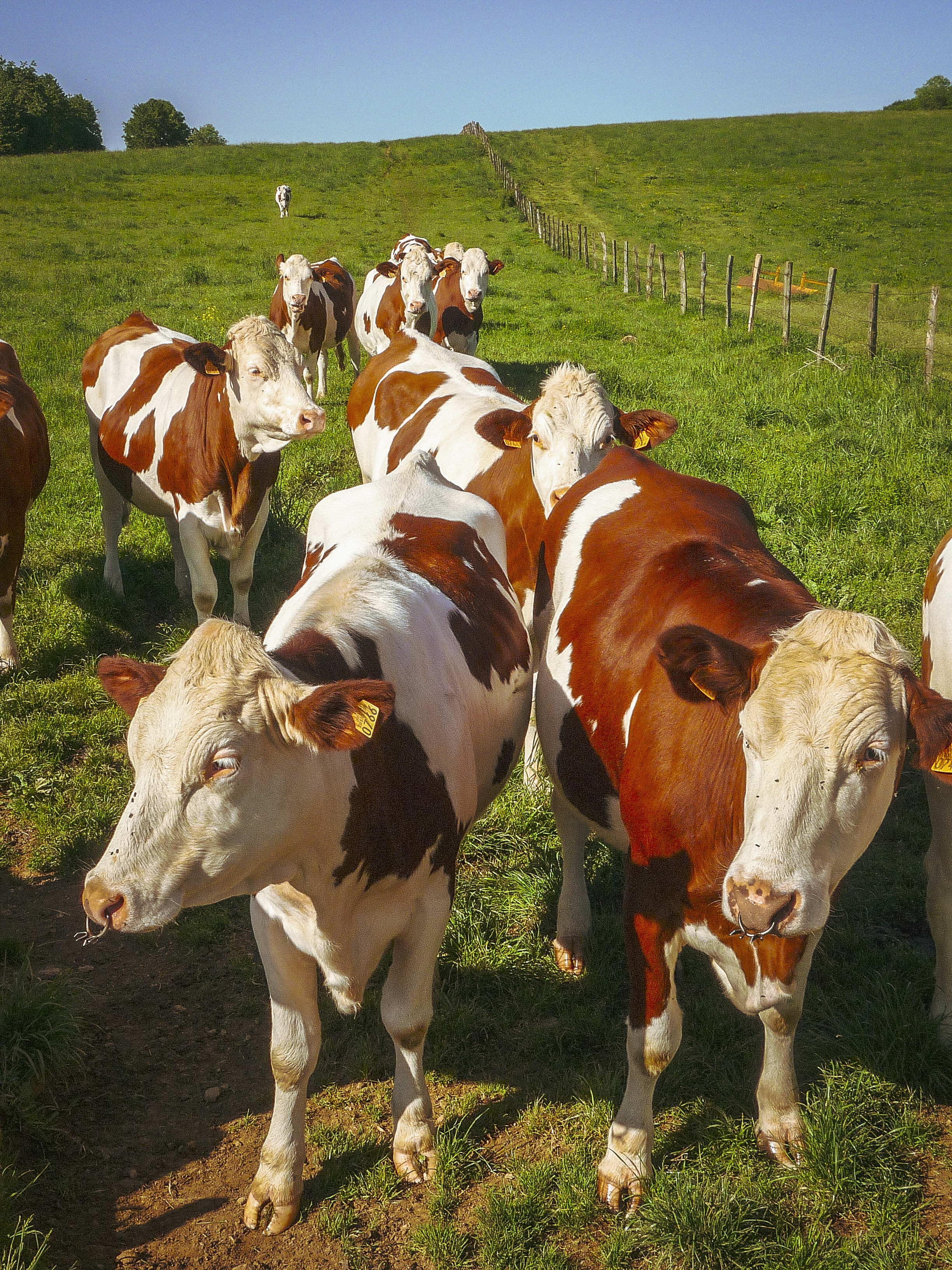 Kühe im Jura - weil Bild halt!
