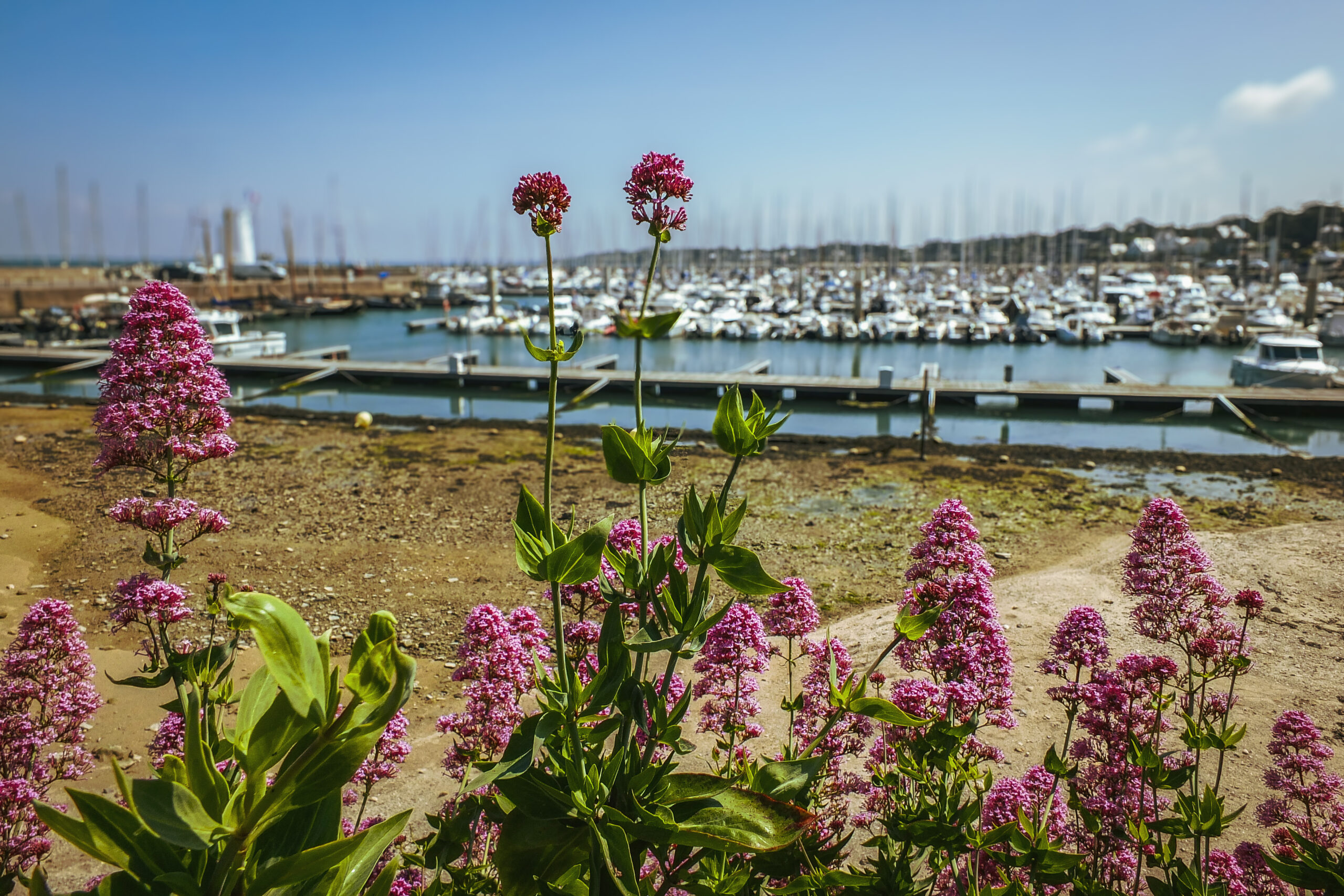 Piriac-sur-Mer (Loire-Atlantique)