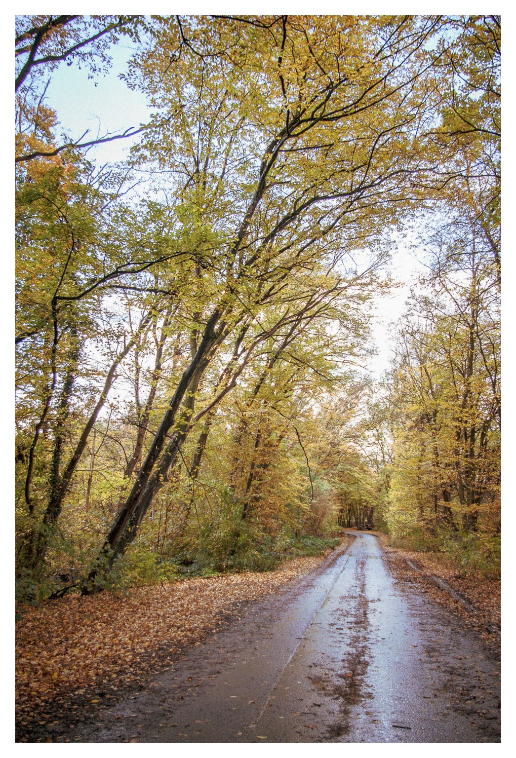 Der Weg im Wald - geradeaus und aufwärts
