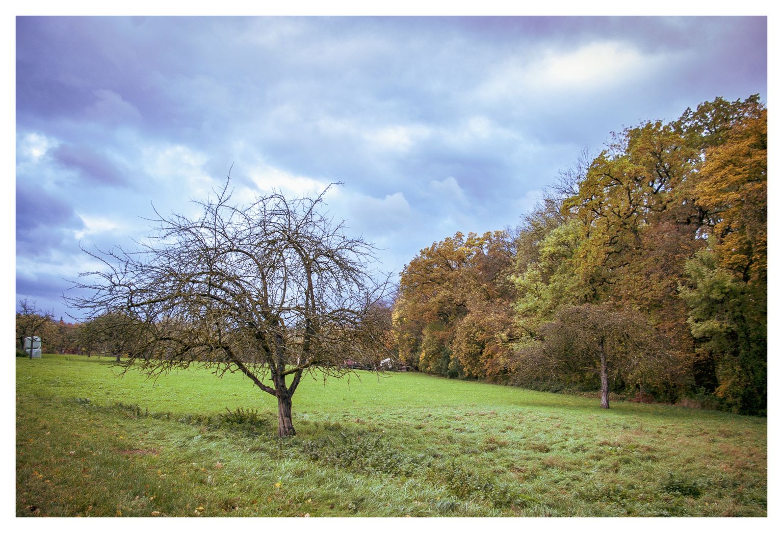 Die Streuobstwiese am Waldrand
