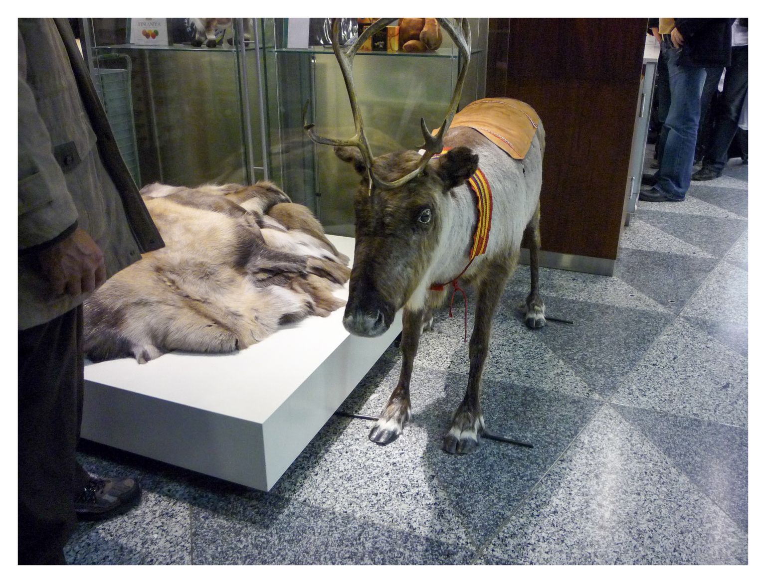 Einheimisches finnisches Getier wartet im Flughafen von Helsinki