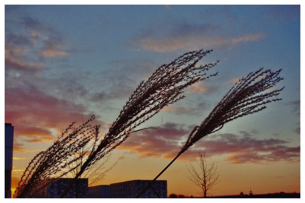 Chinagras im Abendhimmel