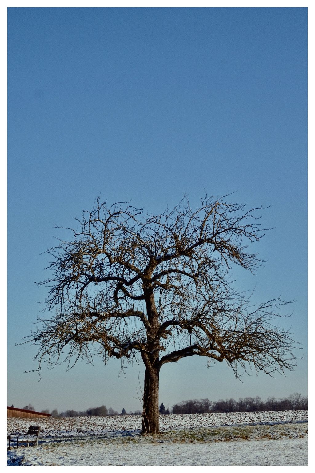 Der Baum im Schnee (38/365)