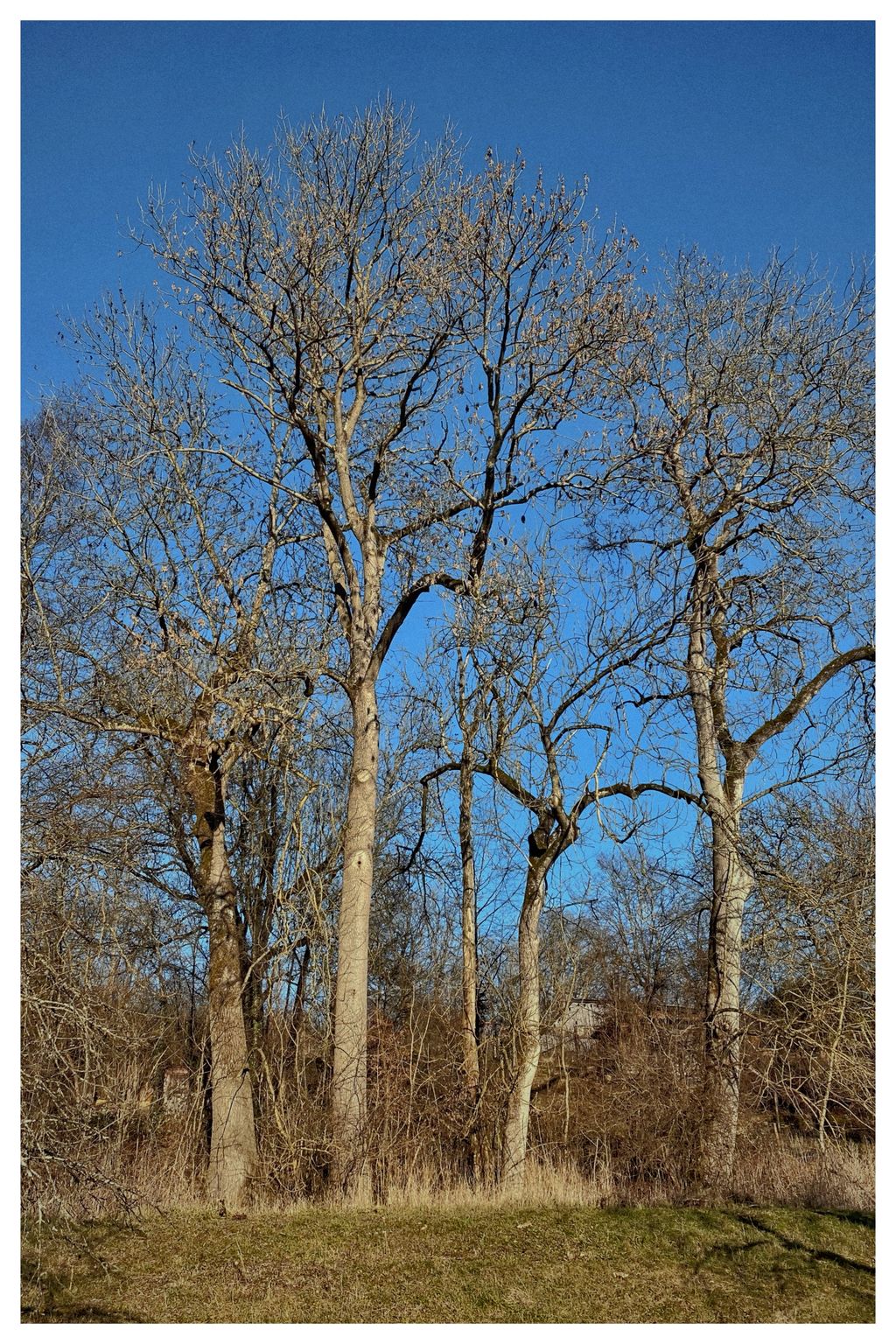 Winterbäume (47/365)