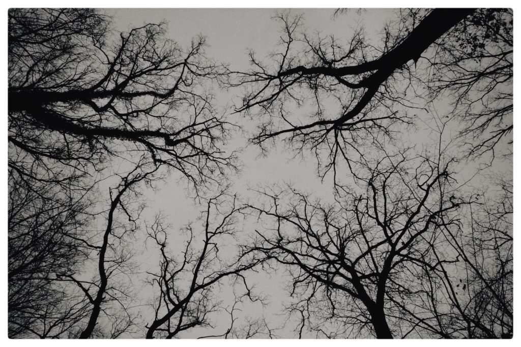 Muster himmelwärts (73/365)