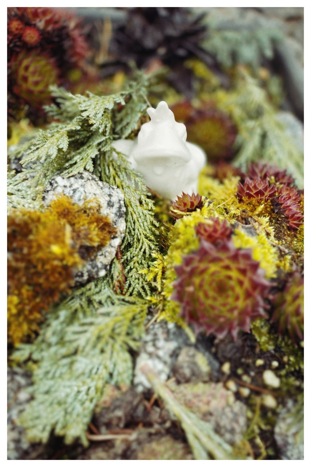 Froschkönig des Vorgartens (85/365)