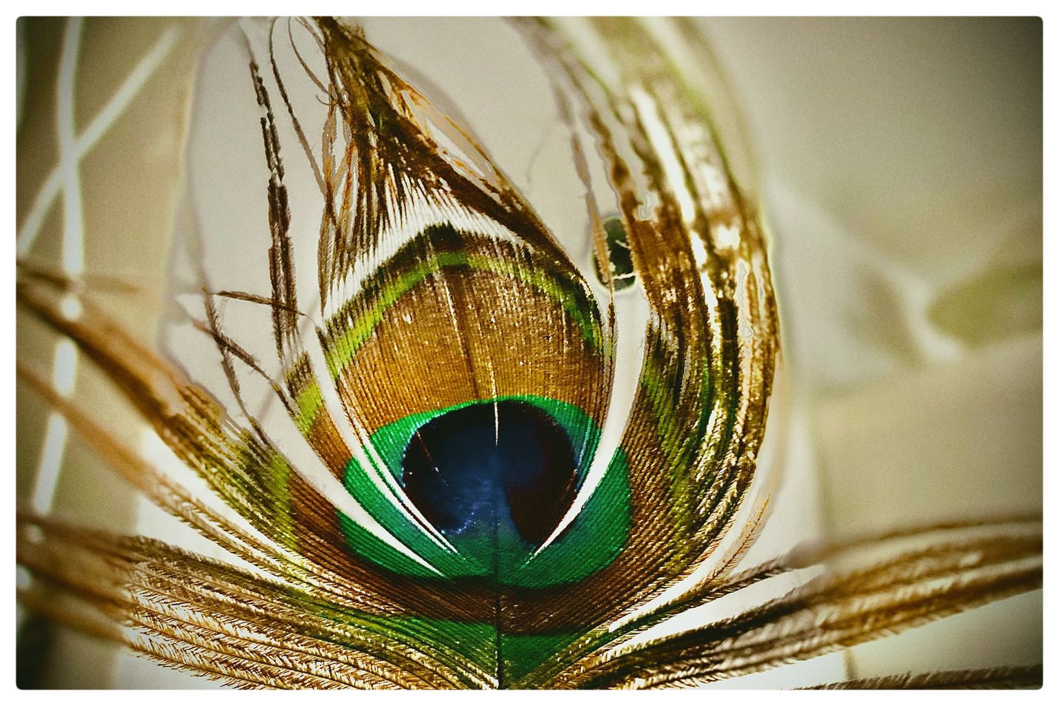 bunte Federkunst (59/365)