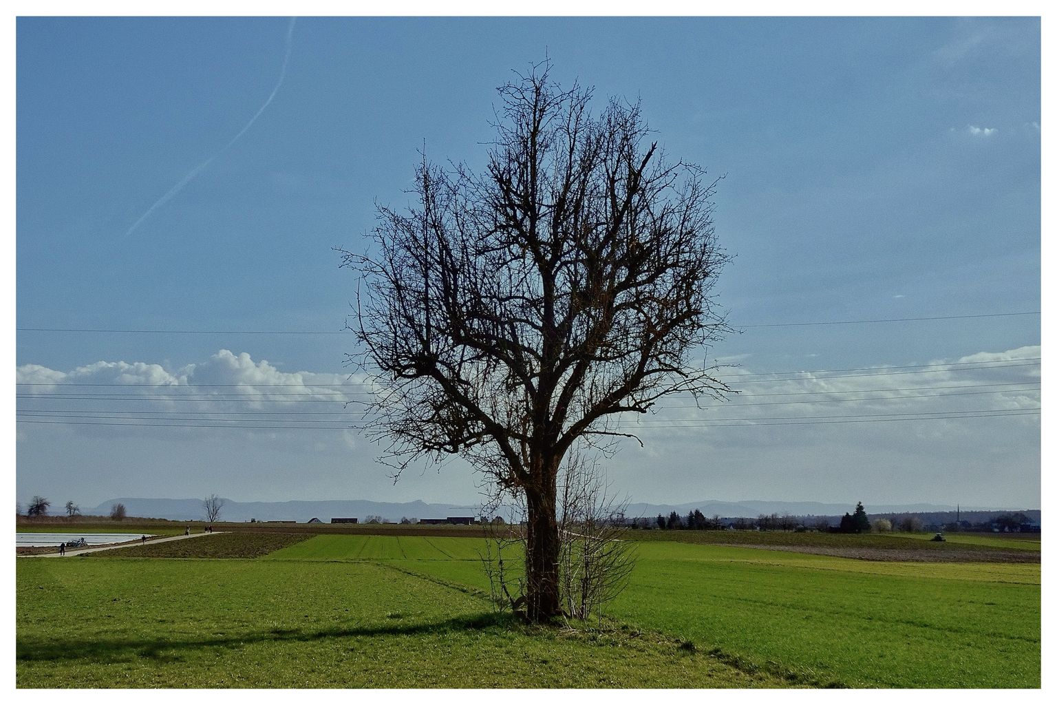 Der Baum auf dem Feld (100/365)
