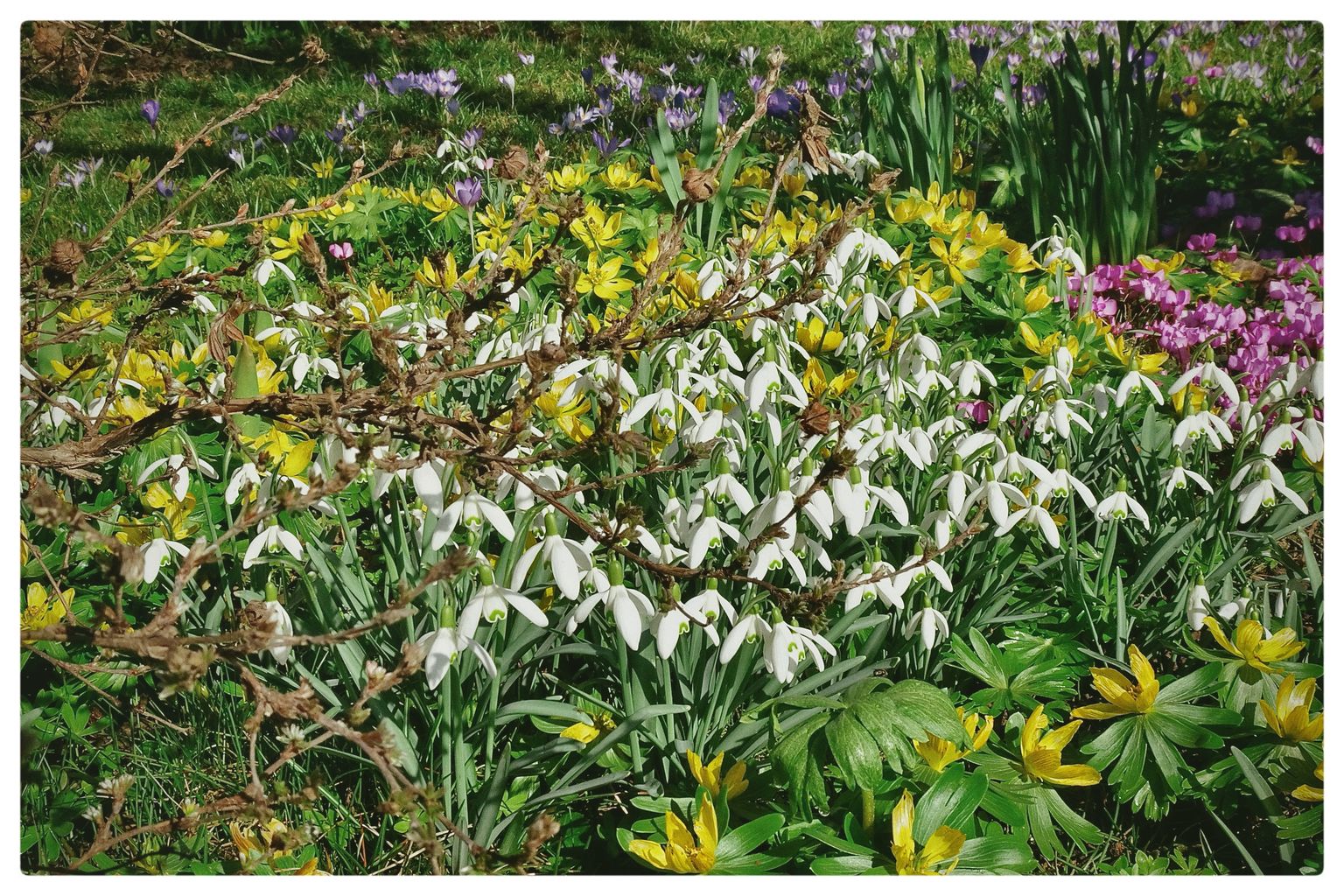 Der Frühling naht (088-365)