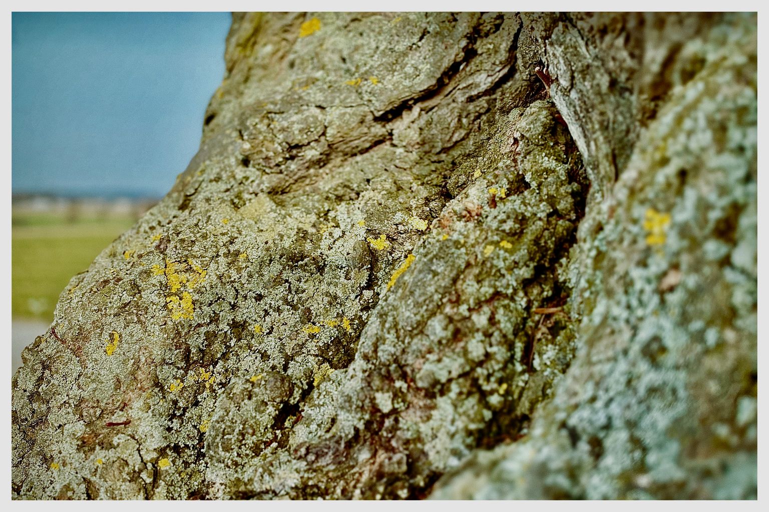 Der alte Baum (96/365)