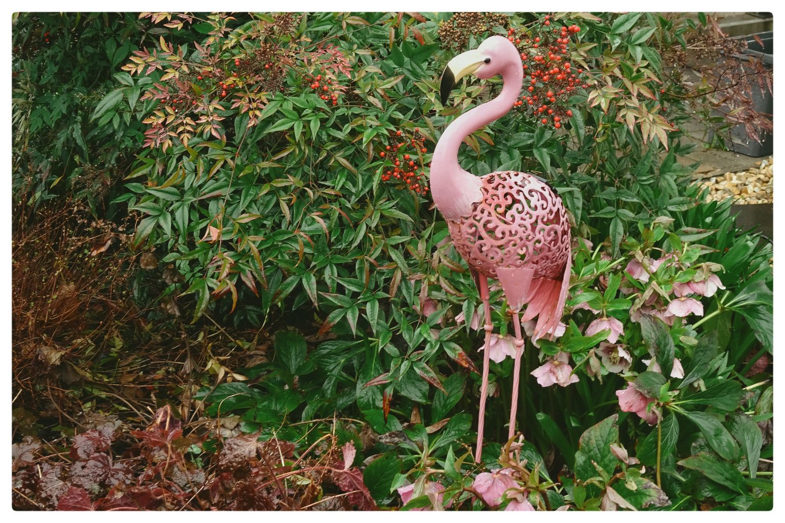 Flamingo im Vorgarten (104/365)