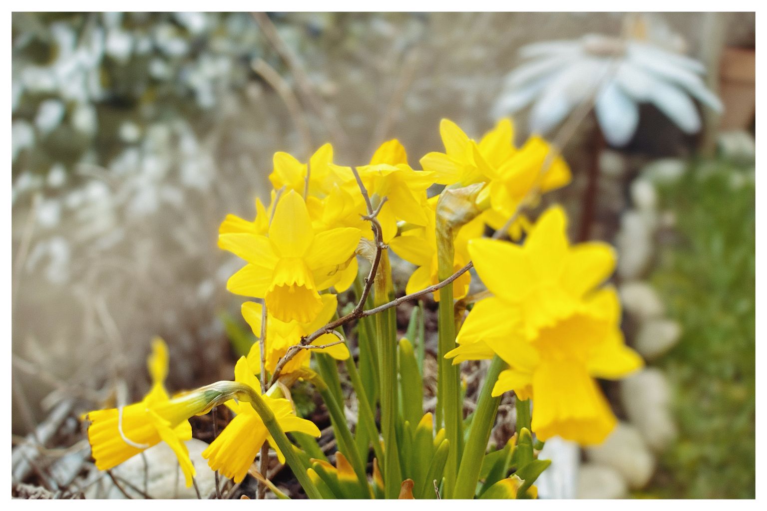 Gelb im Garten (98/365)